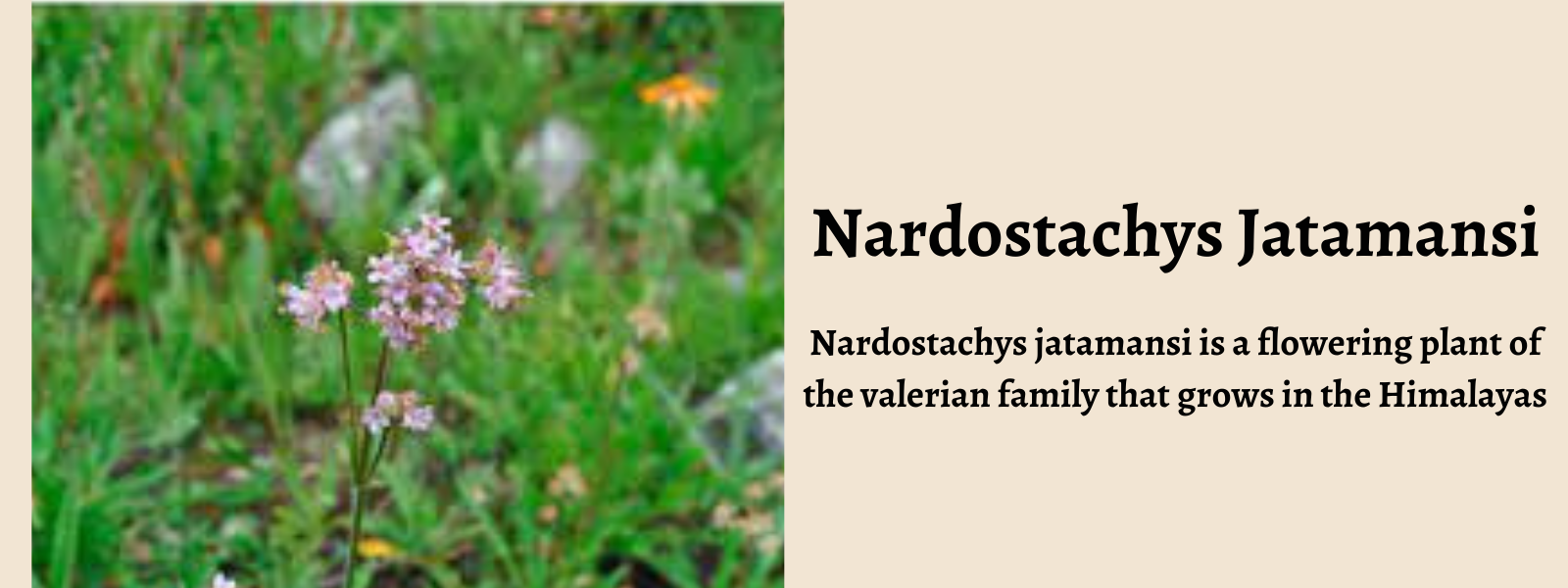 Nardostachys Jatamansi - Health Benefits, Uses and Important Facts
