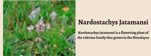 Nardostachys Jatamansi - Health Benefits, Uses and Important Facts