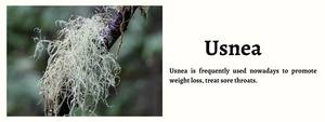 Usnea - Health Benefits, Uses and Important Facts