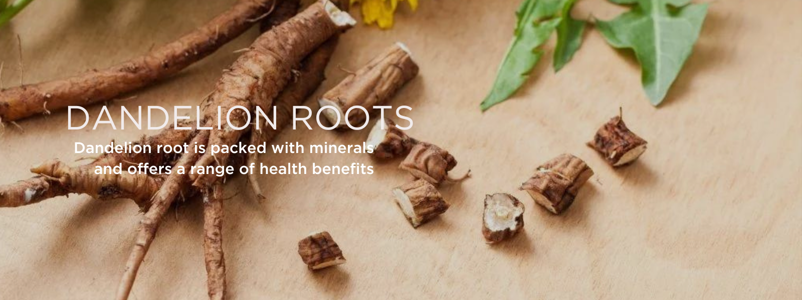 Dandelion roots - Health Benefits, Uses and Important Facts