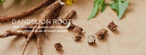 Dandelion roots - Health Benefits, Uses and Important Facts