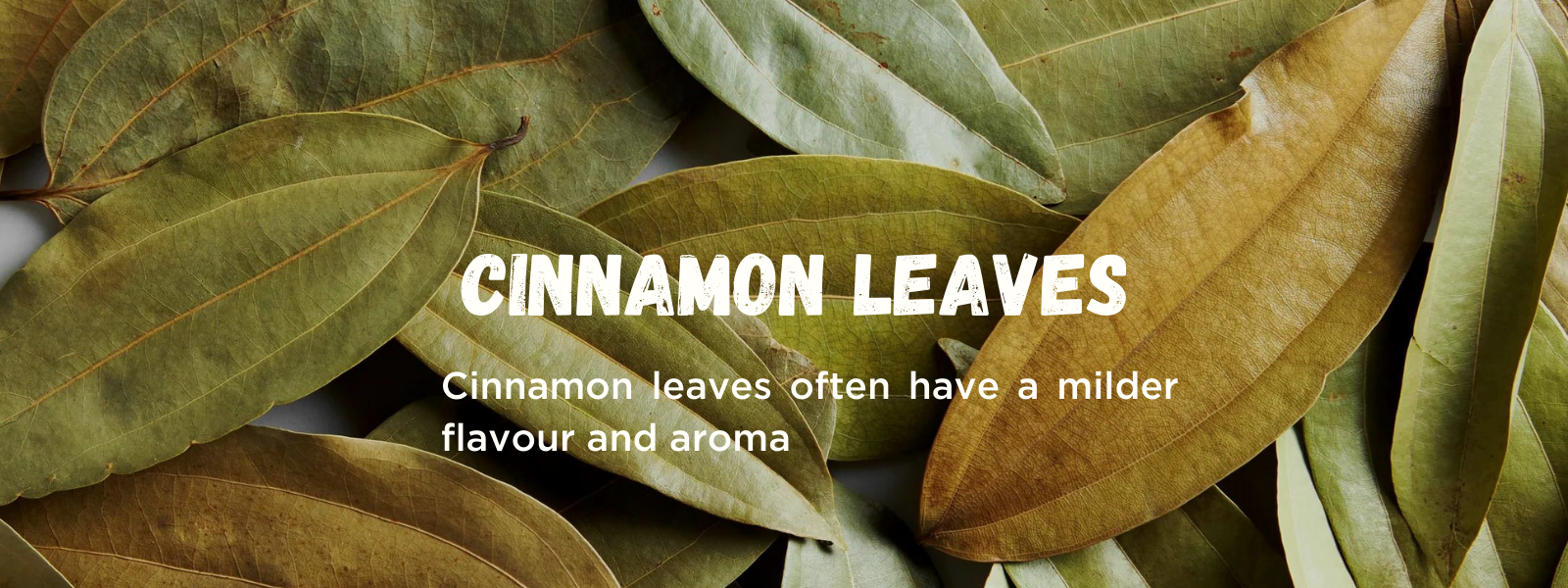 Cinnamon Leaves - Health Benefits, Uses and Important Facts