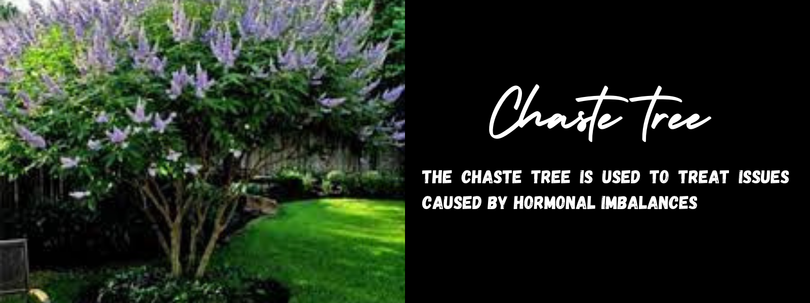 Chaste tree - Health Benefits, Uses and Important Facts