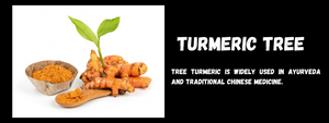 Turmeric Tree- Health Benefits, Uses and Important Facts
