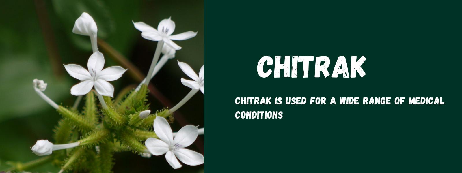 Chitrak - Health Benefits, Uses and Important Facts