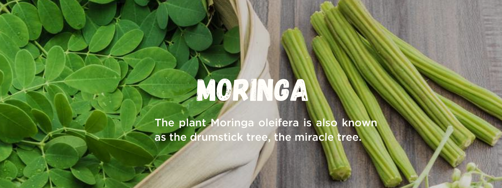 Moringa - Health Benefits, Uses and Important Facts