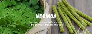 Moringa - Health Benefits, Uses and Important Facts