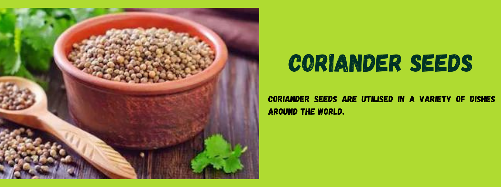 Coriander Seeds - Health Benefits, Uses and Important Facts