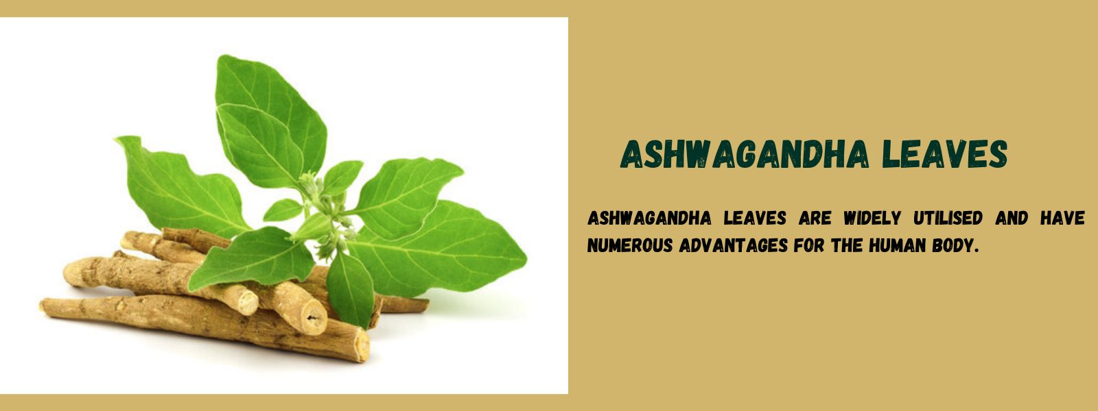 Ashwagandha Leaves - Health Benefits, Uses and Important Facts