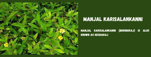 Manjal karisalankanni - Health Benefits, Uses and Important Facts