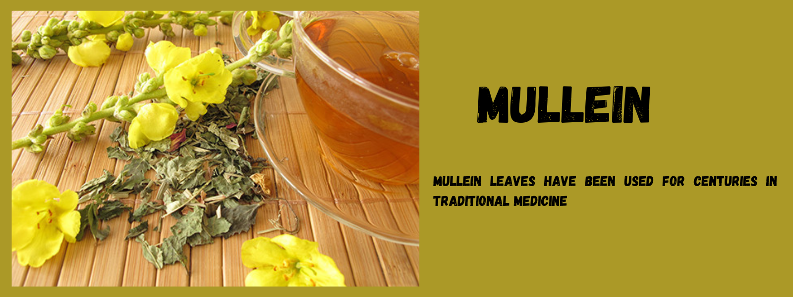 Mullein - Health Benefits, Uses and Important Facts