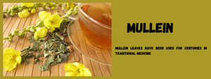 Mullein - Health Benefits, Uses and Important Facts