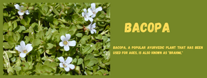 Bacopa - Health Benefits, Uses and Important Facts
