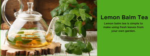 Lemon Balm Tea  - Health Benefits, Uses and Important Facts