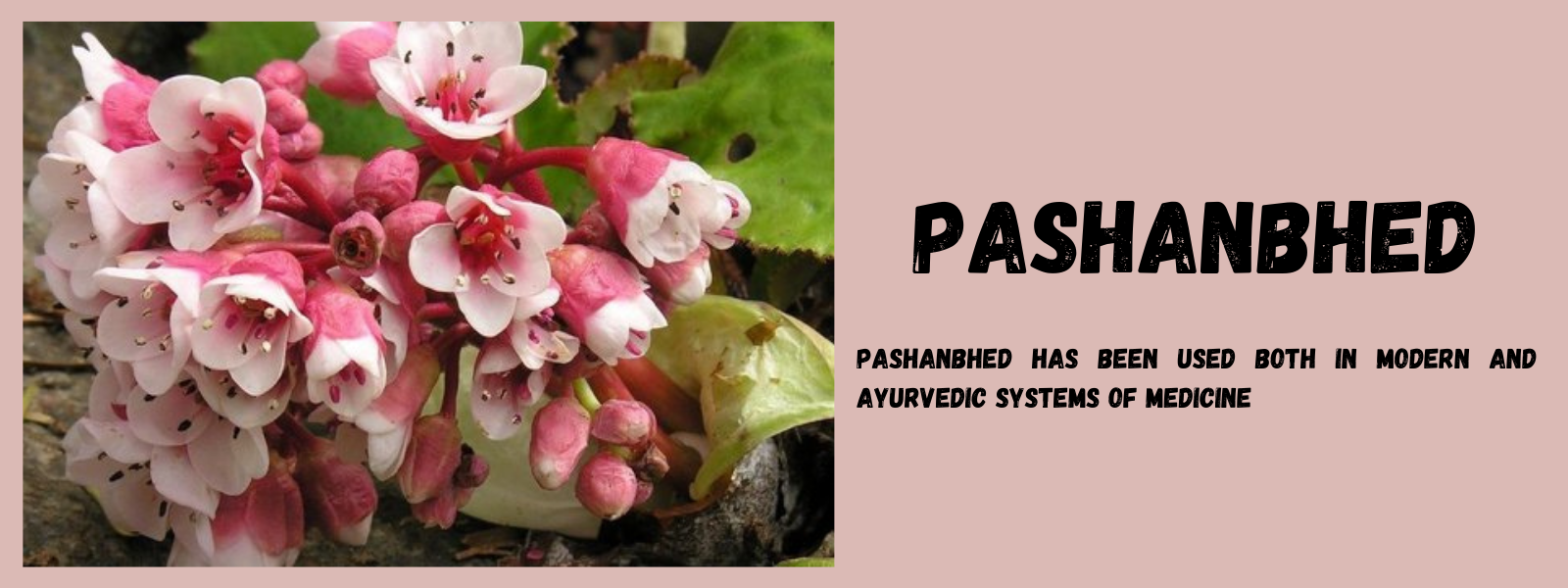 Pashanbhed- Health Benefits, Uses and Important Facts