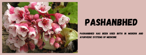 Pashanbhed- Health Benefits, Uses and Important Facts