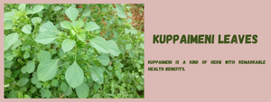 Kuppaimeni  Leaves: Health Benefits, Uses and Important Facts
