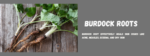 Burdock Roots: Health Benefits, Uses and Important Facts