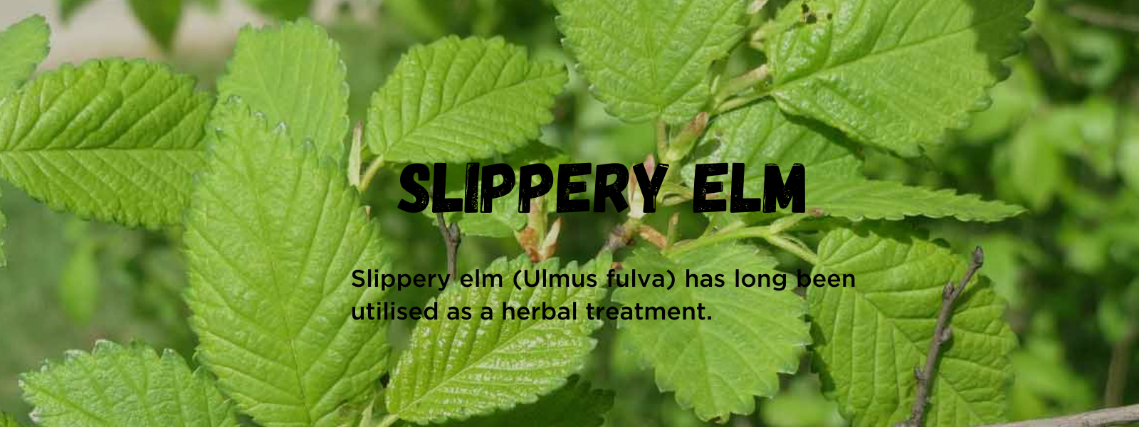 Slippery elm: Health Benefits, Uses and Important Facts