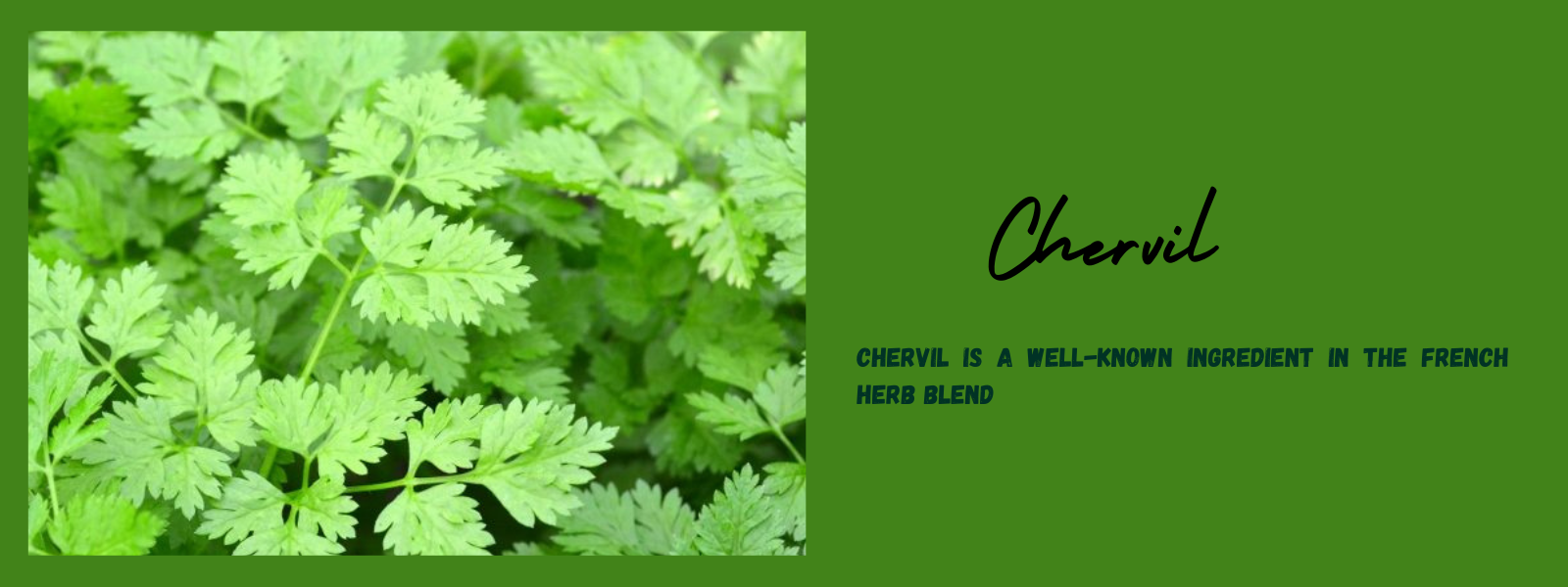 Chervil: Health Benefits, Uses and Important Facts