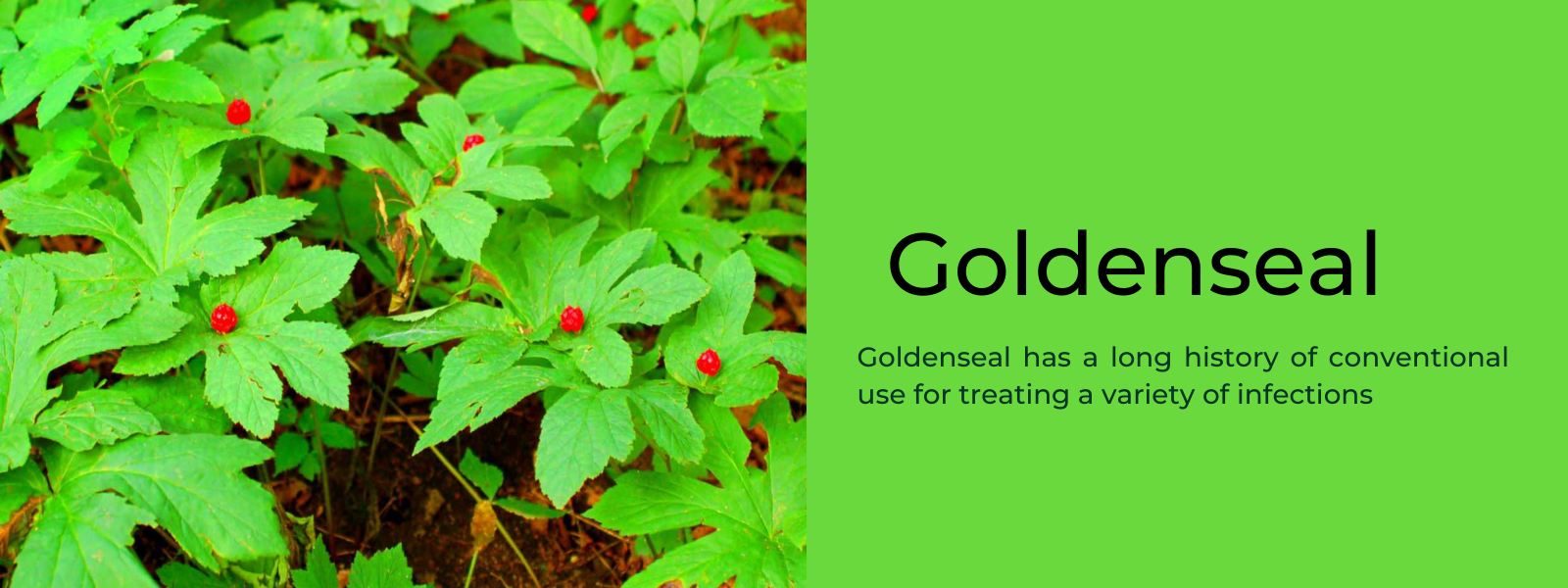 Goldenseal: Health Benefits, Uses and Important Facts