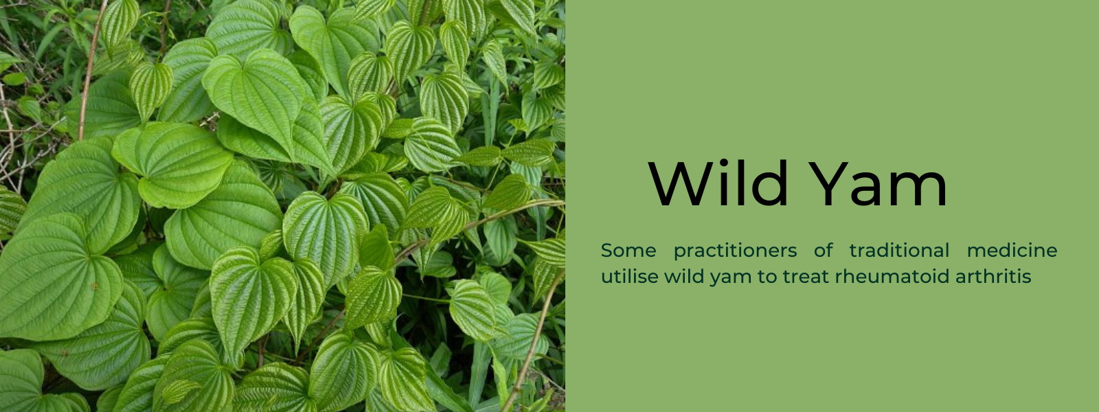 Wild Yam: Health Benefits, Uses and Important Facts