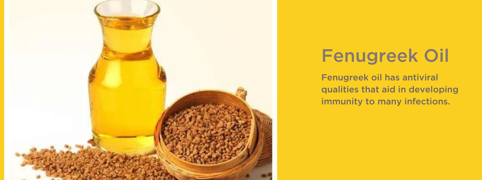 Fenugreek Oil- Health Benefits, Uses and Important Facts