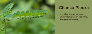 Chanca Piedra - Health Benefits, Uses and Important Facts