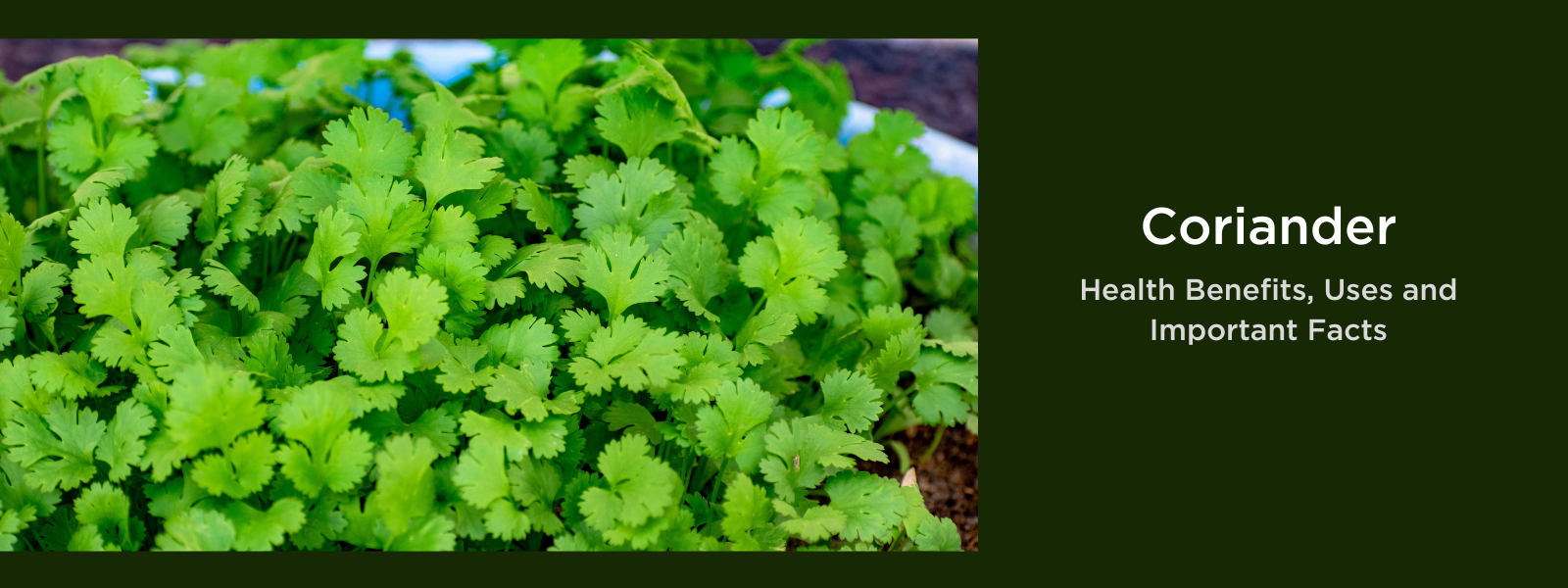 Coriander: Health Benefits, Uses and Important Facts