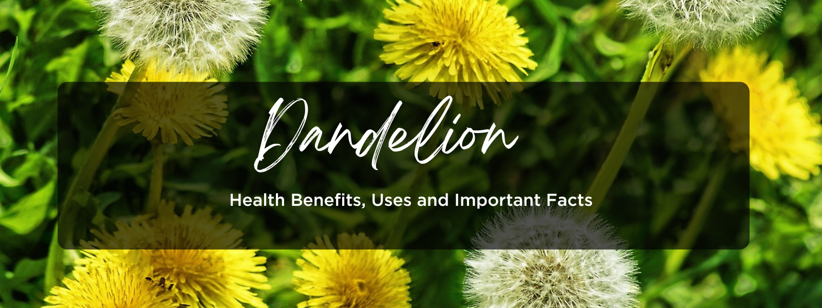 Dandelion: Health Benefits, Uses and Important Facts