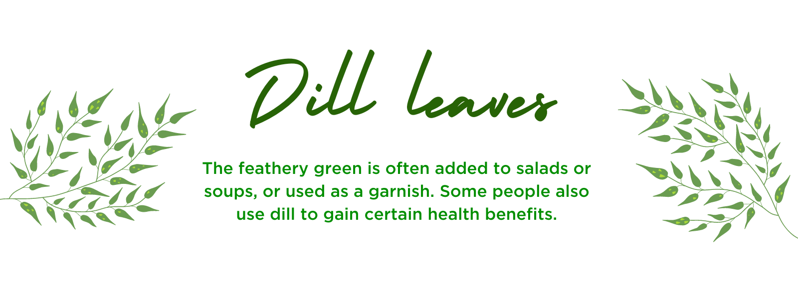 Dill leaves- Health Benefits, Uses and Important Facts
