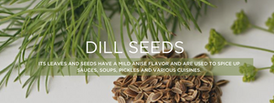 Dill seeds- Health Benefits, Uses and Important Facts