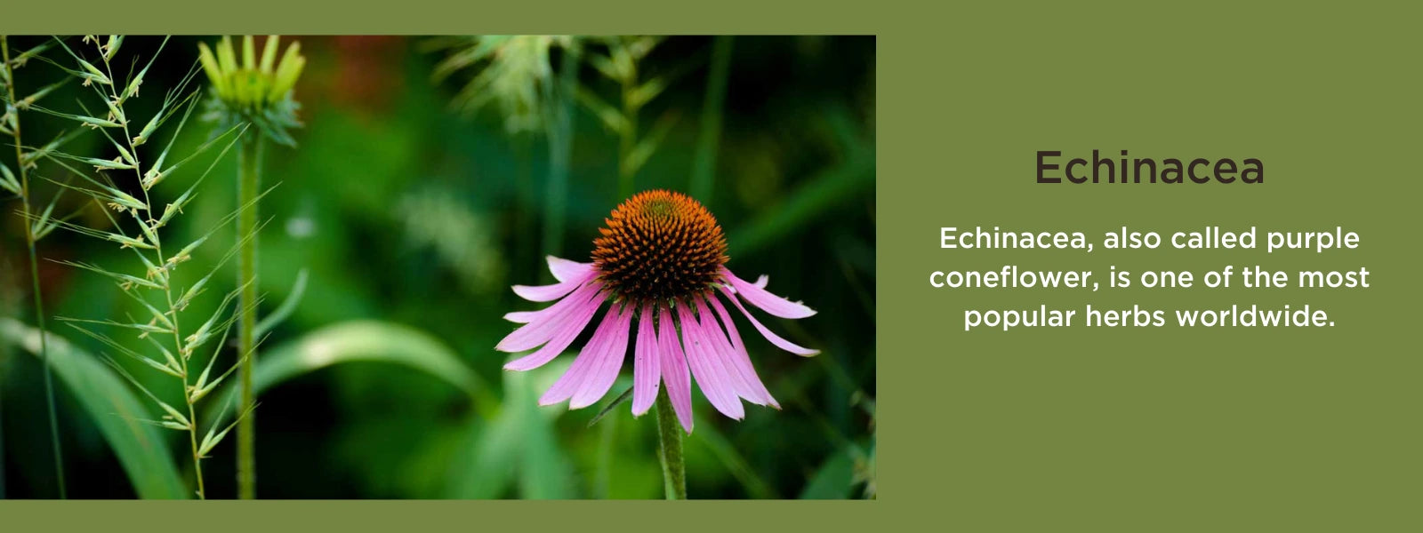 Echinacea - Health Benefits, Uses and Important Facts