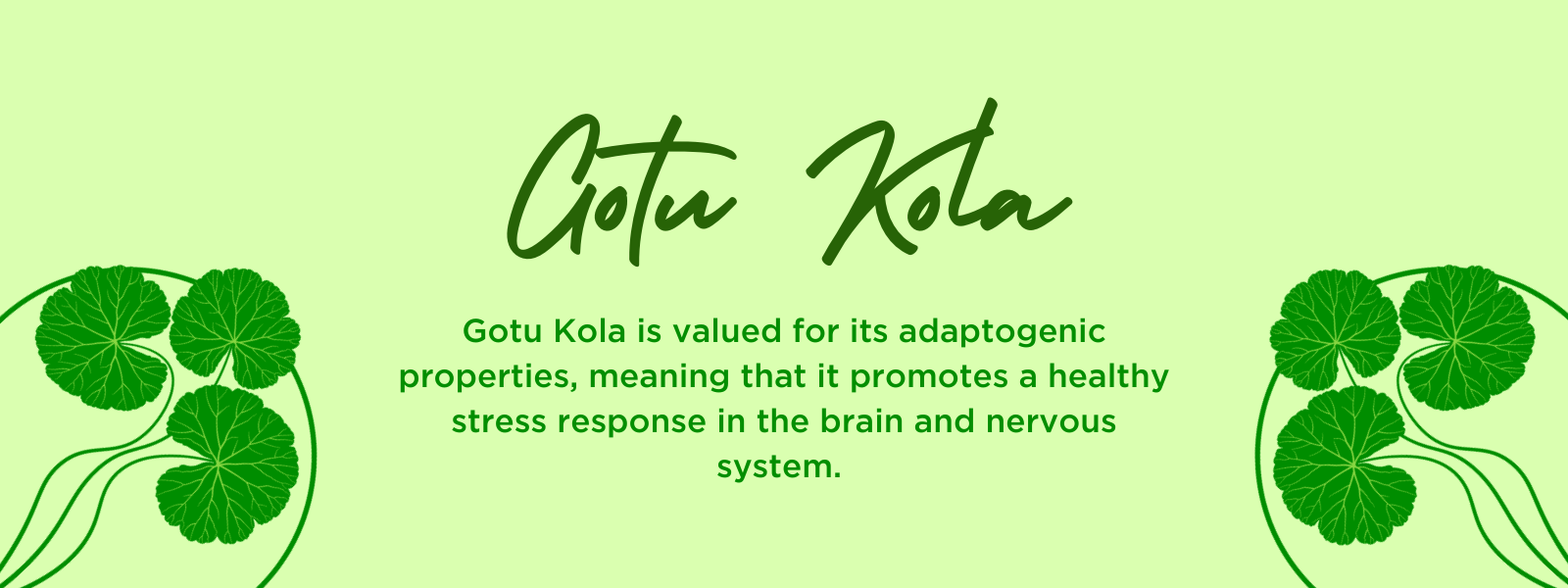 Gotu Kola - Health Benefits, Uses and Important Facts