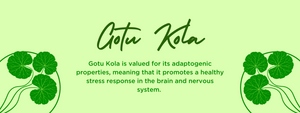 Gotu Kola - Health Benefits, Uses and Important Facts