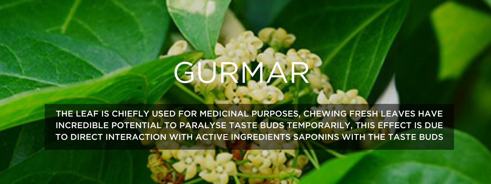 Gurmar - Health Benefits, Uses and Important Facts