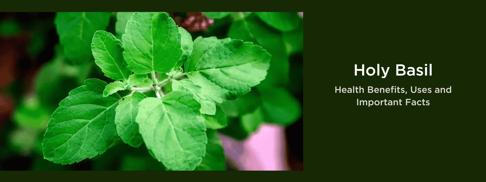 Holy Basil - Health Benefits, Uses and Important Facts