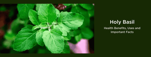 Holy Basil - Health Benefits, Uses and Important Facts