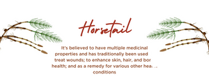 Horsetail - Health Benefits, Uses and Important Facts