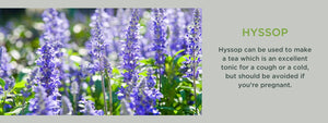 Hyssop- Health Benefits, Uses and Important Facts