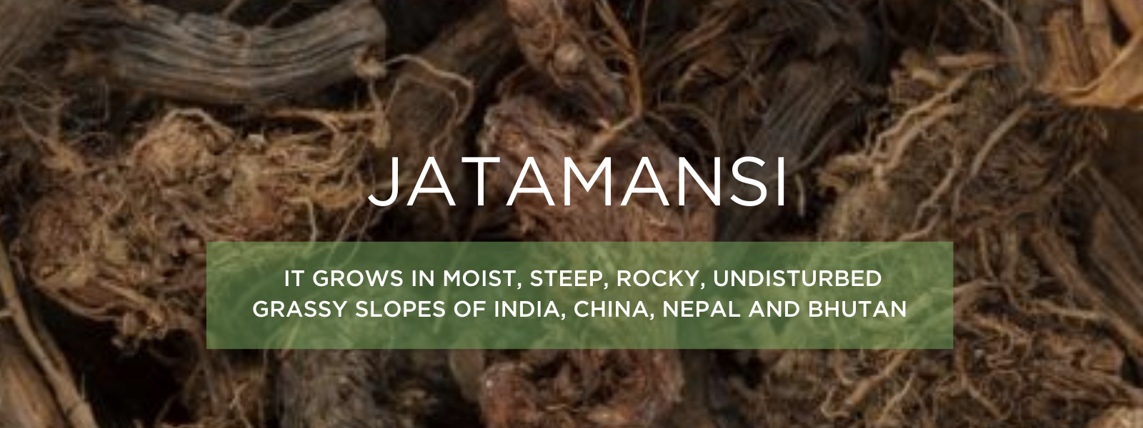 Jatamansi- Health Benefits, Uses and Important Facts