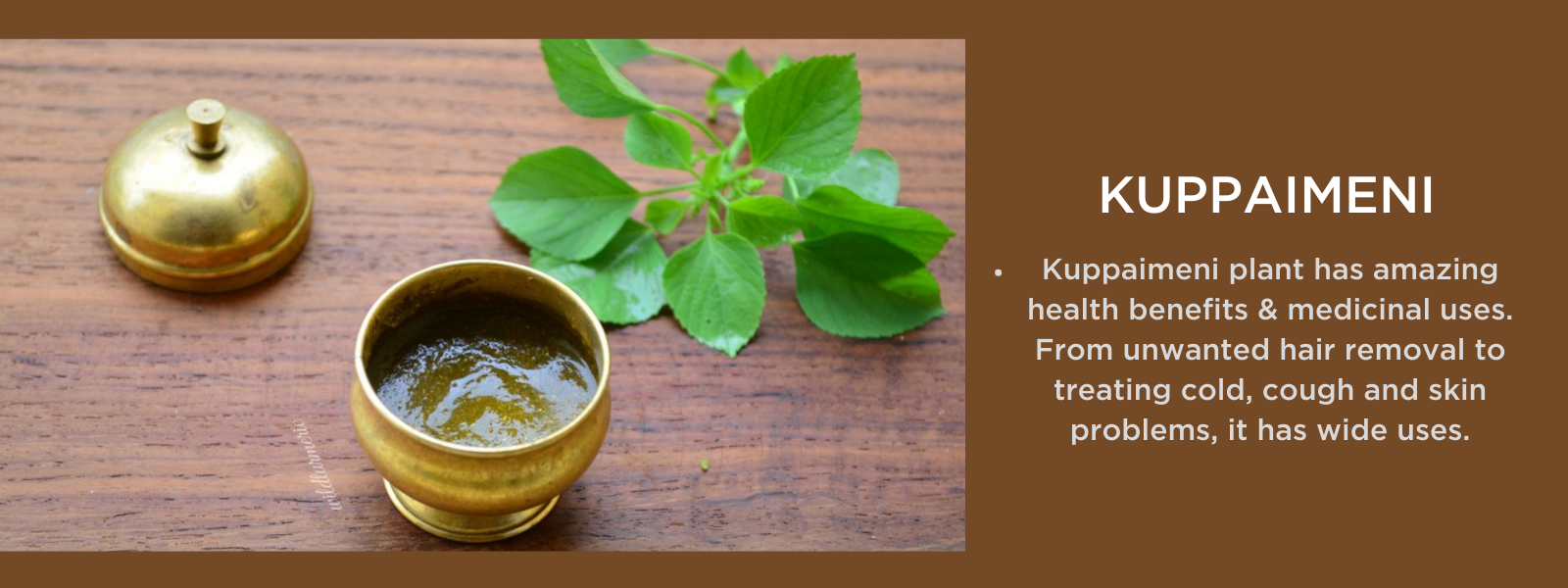 Kuppaimeni - Health Benefits, Uses and Important Facts