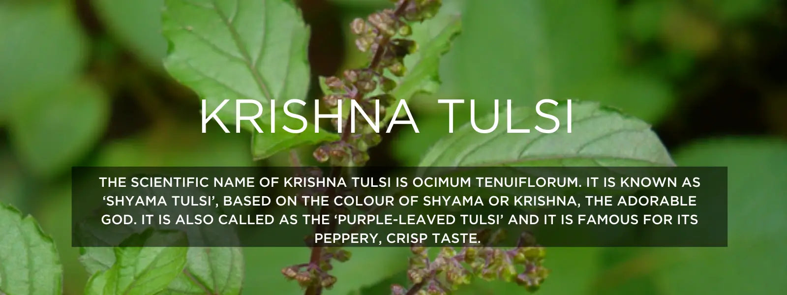 Krishna Tulsi - Health Benefits, Uses and Important Facts