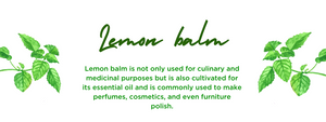 Lemon Balm- Health Benefits, Uses and Important Facts