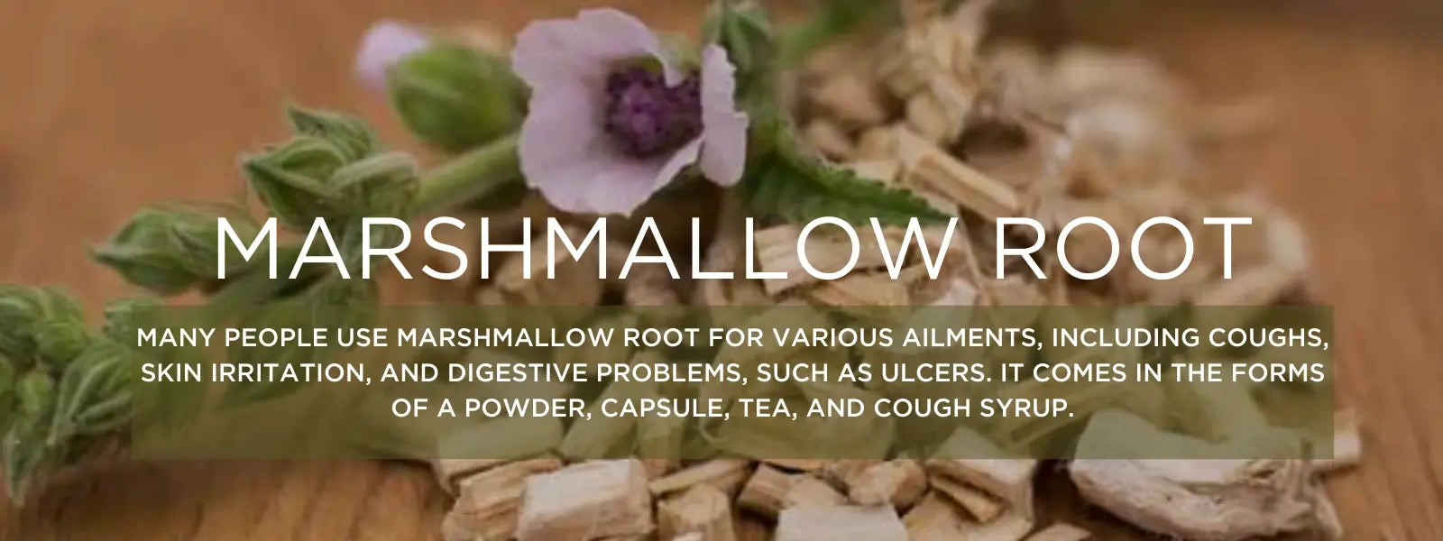 Marshmallow root - Health Benefits, Uses and Important Facts