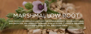 Marshmallow root - Health Benefits, Uses and Important Facts