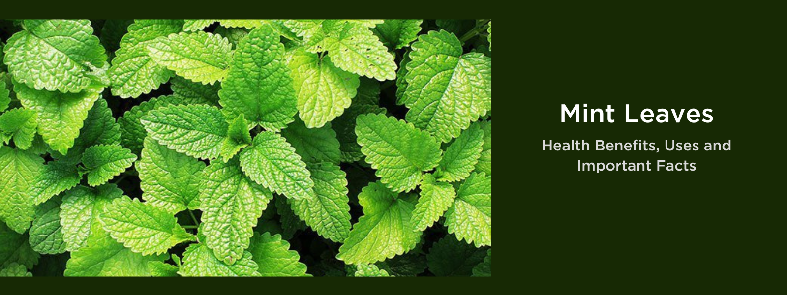 Mint leaves - Health Benefits, Uses and Important Facts - PotsandPans India