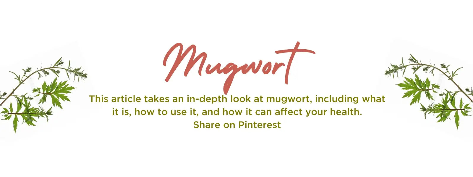 Mugwort - Health Benefits, Uses and Important Facts