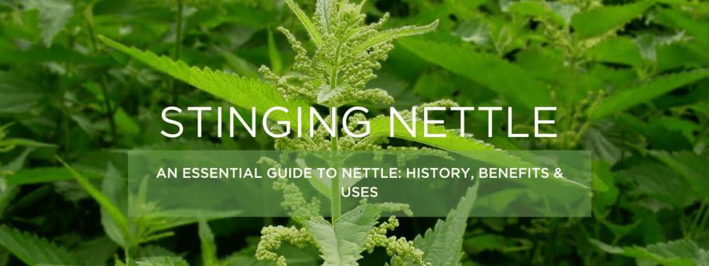 Stinging Nettle - Health Benefits, Uses and Important Facts