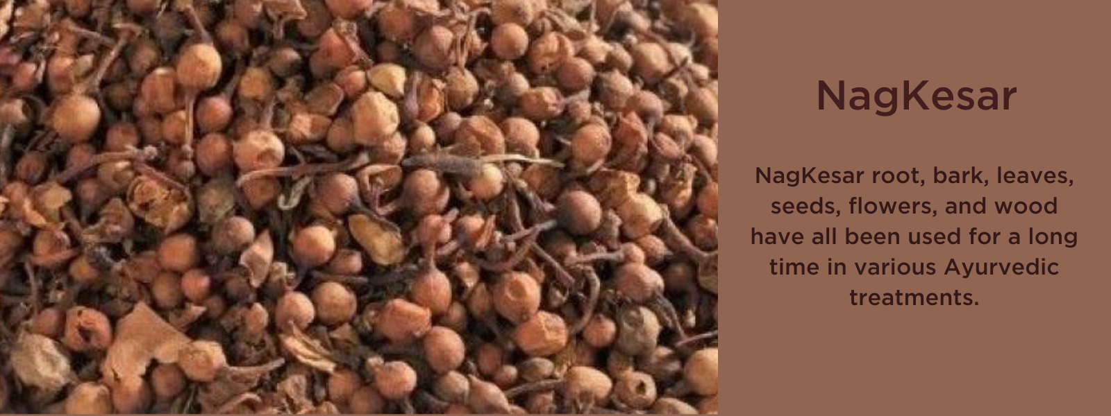 Nagkesar - Health Benefits, Uses and Important Facts